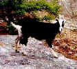 goat.jpg (11547 bytes)